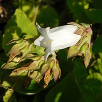Campanula makaschvilii 